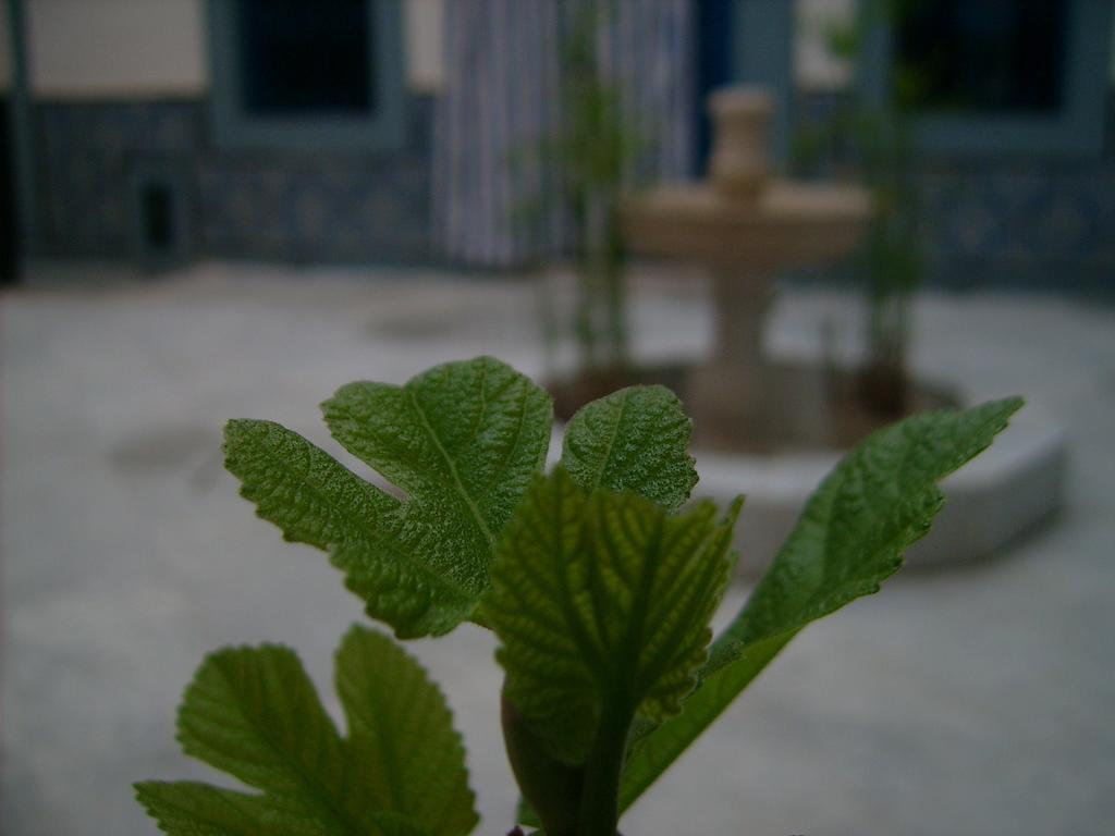 Guest house Dar Baaziz